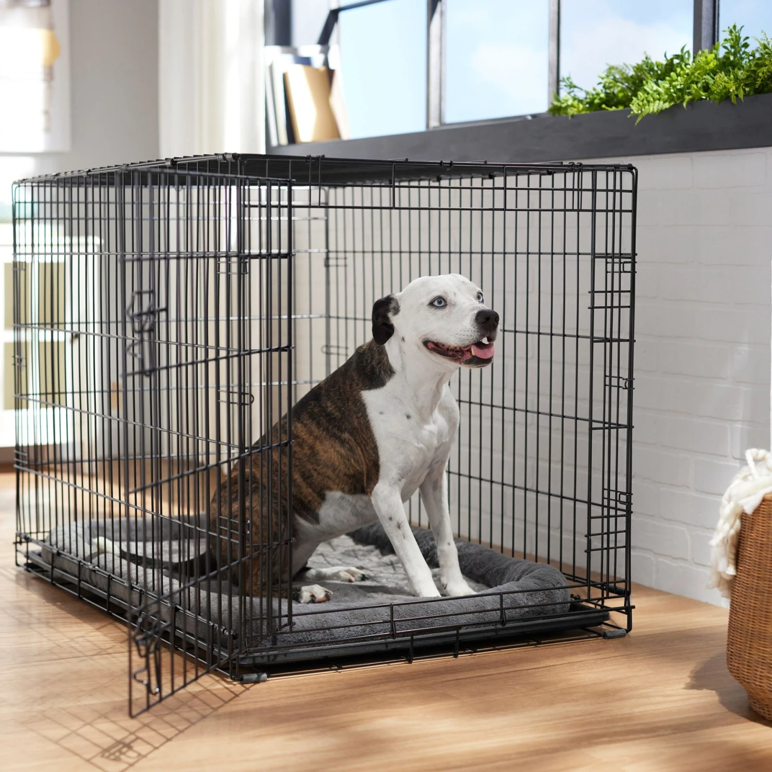 Frisco Heavy Duty Fold & Carry Single Door Collapsible Wire Dog Crate 1 Frisco Heavy Duty Fold & Carry Single Door Collapsible Wire Dog Crate