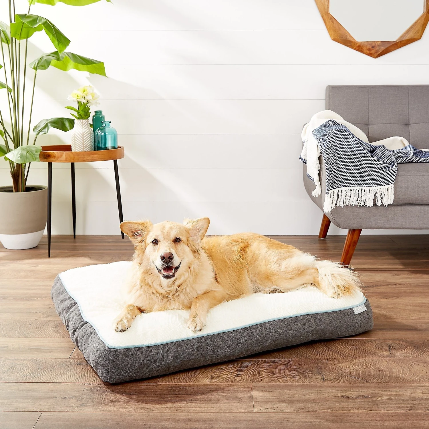 Frisco Plush Pillow Cat & Dog Bed W/ Removable Cover 1 Frisco Plush Pillow Cat & Dog Bed W/ Removable Cover