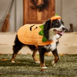 Frisco Pumpkin Dog & Cat Costume -Paws Joy Outlet Store 144446 PT7. AC SS1800 V1567180408