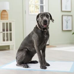 Frisco Premium Giant Dog Training & Potty Pads -Paws Joy Outlet Store 152699 PT6. AC SS1800 V1674671620