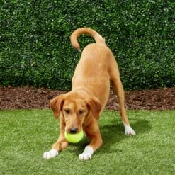 Frisco Fetch Squeaky Tennis Ball Dog Toy -Paws Joy Outlet Store 152803 PT6. AC SS1800 V1691776652