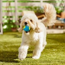Frisco Fetch Squeaky Tennis Ball With Rubber Sleeve Dog Toy -Paws Joy Outlet Store 152844 PT6. AC SS1800 V1691776576