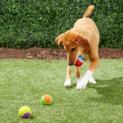 Frisco Fetch Squeaking Colorful Tennis Ball Dog Toy -Paws Joy Outlet Store 152846 PT6. AC SS1800 V1691776651