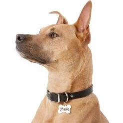 Frisco Personalized Dog ID Tag, Bone -Paws Joy Outlet Store 152994 PT5. AC SS1800 V1559856739