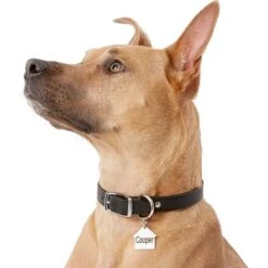 Frisco Stainless Steel Personalized Dog ID Tag, Dog House -Paws Joy Outlet Store 153000 PT5. AC SS1800 V1540562239