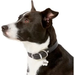 Frisco Stainless Steel Personalized Dog & Cat ID Tag, Flower -Paws Joy Outlet Store 153002 PT5. AC SS1800 V1540562264