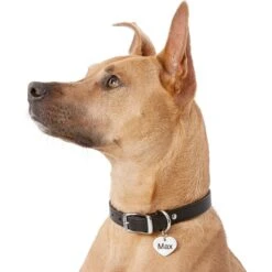 Frisco Personalized Dog & Cat ID Tag, Heart 12 Frisco Personalized Dog & Cat ID Tag, Heart -Paws Joy Outlet Store 153006 PT5. AC SS1800 V1540562340