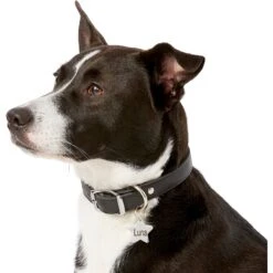 Frisco Stainless Steel Personalized Dog & Cat ID Tag, Star -Paws Joy Outlet Store 153017 PT5. AC SS1800 V1540562610