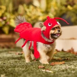 Frisco Red Lobster Dog & Cat Costume -Paws Joy Outlet Store 158723 PT6. AC SS1800 V1659023888
