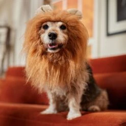 Frisco Lion Mane Dog & Cat Costume -Paws Joy Outlet Store 158732 PT7. AC SS1800 V1691686202