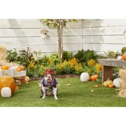 Frisco Front Walking Cowboy Dog & Cat Costume -Paws Joy Outlet Store 158842 PT3. AC SS1800 V1567176047