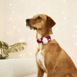 Frisco Jingle Bells Dog & Cat Holiday Collar With Bells, 1 Count 10 Frisco Jingle Bells Dog & Cat Holiday Collar With Bells, 1 Count -Paws Joy Outlet Store 160063 PT4. AC SS1800 V1568814193