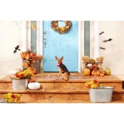 Frisco Vampire Cape Dog & Cat Costume -Paws Joy Outlet Store 160793 PT3. AC SS1800 V1567176564