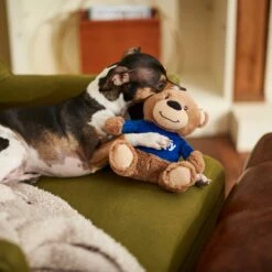 Frisco Chewy Bear Plush Squeaky Dog Toy -Paws Joy Outlet Store 164312 PT3. AC SS1800 V1600973456