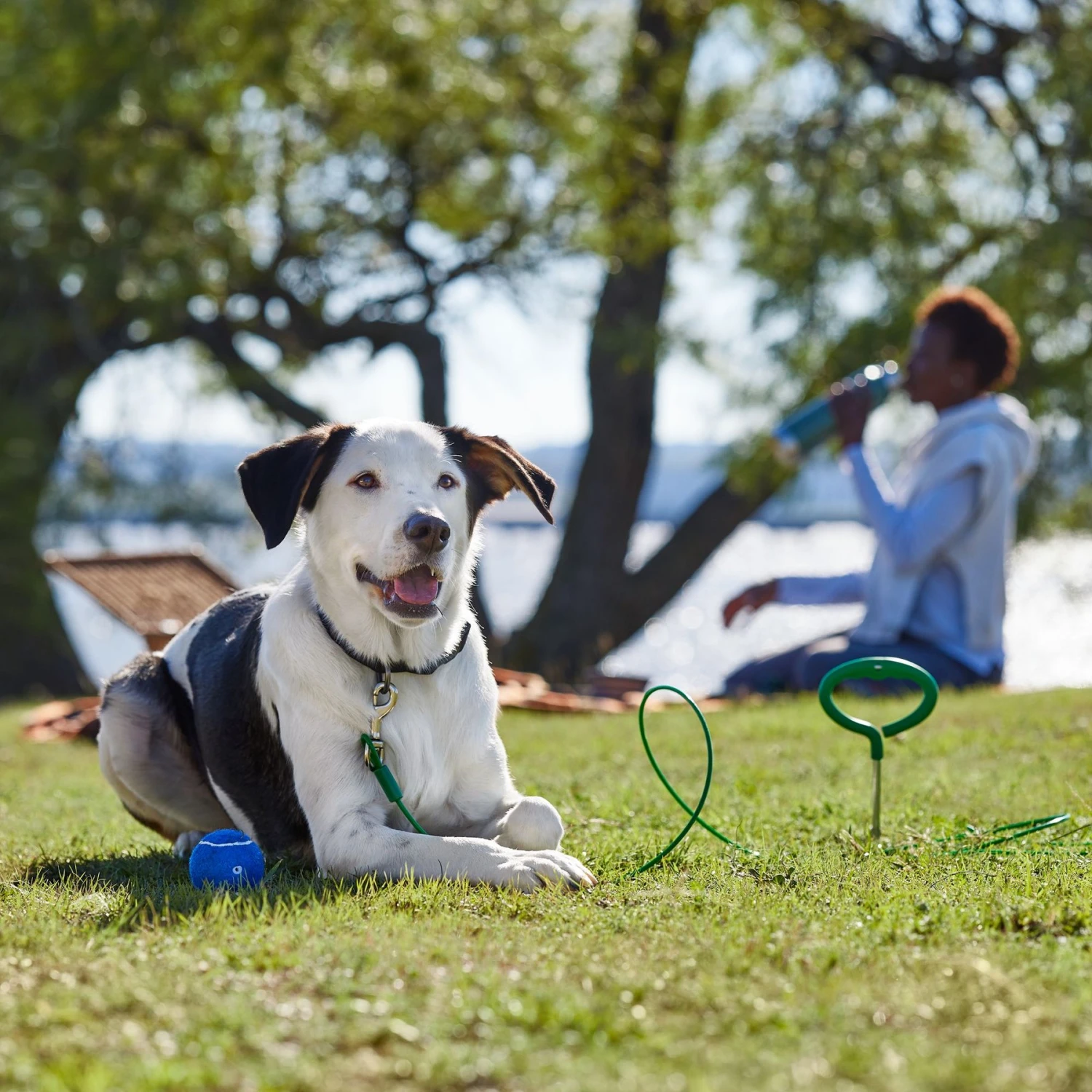 Frisco Easy Grip Stake With Tie Out Cable, Large 5 Frisco Easy Grip Stake With Tie Out Cable, Large - Image 5