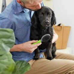 Frisco Cat & Dog Combo Brush, Mini -Paws Joy Outlet Store 206857 PT4. AC SS1800 V1680186386