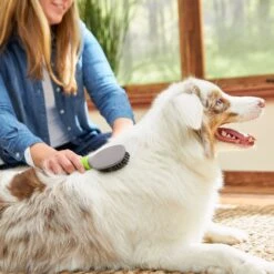 Frisco Cat & Dog Bristle Brush 6 Frisco Cat & Dog Bristle Brush -Paws Joy Outlet Store 206859 PT5. AC SS1800 V1680186099