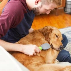 Frisco Cat & Dog Pin Brush -Paws Joy Outlet Store 206861 PT6. AC SS1800 V1680186099