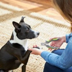 Frisco Dog Nail Trimmer -Paws Joy Outlet Store 206877 PT4. AC SS1800 V1680186157