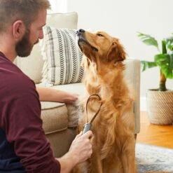 Frisco Shedding Blade Dog Brush, One Size -Paws Joy Outlet Store 206895 PT7. AC SS1800 V1680186159