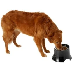 Frisco Stainless Steel Bowl With Elevated Stand 12 Frisco Stainless Steel Bowl With Elevated Stand -Paws Joy Outlet Store 216020 PT6. AC SS1800 V1605653241