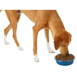 Frisco Chevron Design Glass Bowl With Silicone Sleeve -Paws Joy Outlet Store 216049 PT6. AC SS1800 V1605654757