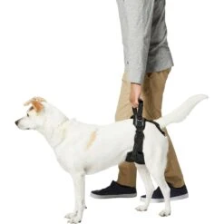 Frisco Rear Lift Handicapped Support Dog Harness -Paws Joy Outlet Store 220374 PT5. AC SS1800 V1605743213