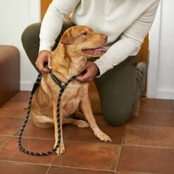 Frisco Reflective Rope Slip Lead Dog Leash -Paws Joy Outlet Store 221212 PT4. AC SS1800 V1699388234