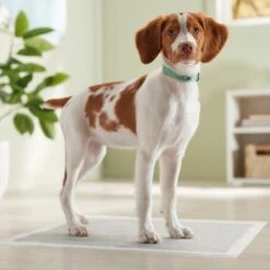 Frisco Charcoal Dog Training & Potty Pads -Paws Joy Outlet Store 227456 PT6. AC SS1800 V1674667029