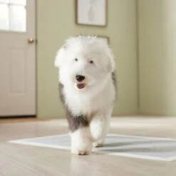 Frisco Giant Charcoal Dog Training & Potty Pads -Paws Joy Outlet Store 227462 PT6. AC SS1800 V1674665684