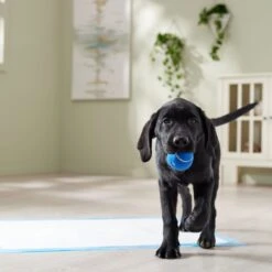 Frisco Premium Extra Large Printed Dog Training & Potty Pads -Paws Joy Outlet Store 227468 PT6. AC SS1800 V1674666681