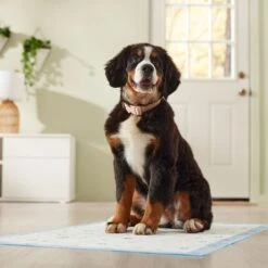 Frisco Premium Giant Printed Dog Training & Potty Pads, 27.5 X 44-in, Unscented 15 Frisco Premium Giant Printed Dog Training & Potty Pads, 27.5 X 44-in, Unscented -Paws Joy Outlet Store 227472 PT6. AC SS1800 V1674663313