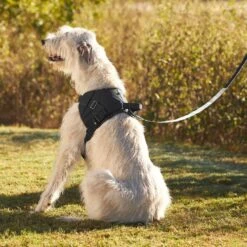 Frisco Big Dog Harness 13 Frisco Big Dog Harness -Paws Joy Outlet Store 227877 PT6. AC SS1800 V1604446045