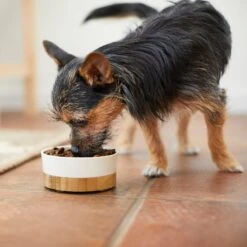 Frisco Melamine Dog & Cat Bowl With Bamboo Base -Paws Joy Outlet Store 232065 PT7. AC SS1800 V1692989518