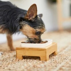 Frisco Square Melamine Dog & Cat Bowl With Bamboo Stand -Paws Joy Outlet Store 232072 PT8. AC SS1800 V1605746845