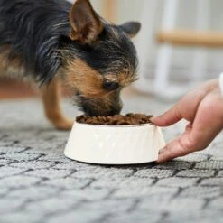 Frisco Hammered Melamine Stainless Steel Dog Bowl -Paws Joy Outlet Store 232083 PT7. AC SS1800 V1692989464