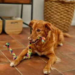 Frisco 4-Knot Tri-Color Rope Dog Toy 5 Frisco 4-Knot Tri-Color Rope Dog Toy -Paws Joy Outlet Store 242139 PT2. AC SS1800 V1605208764