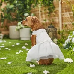 Frisco Formal Dog Wedding Dress -Paws Joy Outlet Store 248743 PT7. AC SS1800 V1614118361