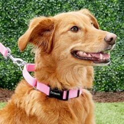 Frisco Solid Nylon Personalized Martingale Dog Collar -Paws Joy Outlet Store 249561 PT6. AC SS1800 V1628878316
