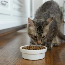 Frisco Gold Trim Melamine Dog & Cat Bowl 11 Frisco Gold Trim Melamine Dog & Cat Bowl -Paws Joy Outlet Store 253062 PT2. AC SS1800 V1616595766