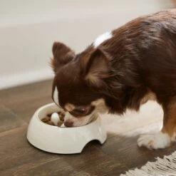 Frisco Melamine Slow Feed Dog & Cat Bowl With Gold Trim 10 Frisco Melamine Slow Feed Dog & Cat Bowl With Gold Trim -Paws Joy Outlet Store 253066 PT2. AC SS1800 V1616597844