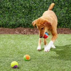 Frisco Fetch Squeaking Colorful Tennis Ball Dog Toy & True Acre Foods Salmon Recipe Mini-Training Rewards Grain-Free Soft & Chewy Dog Treats -Paws Joy Outlet Store 255469 PT2. AC SS1800 V1602691284