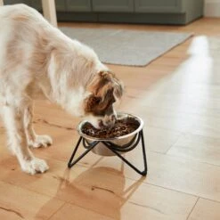 Frisco Triangle Iron Non-Skid Elevated Dog & Cat Bowl -Paws Joy Outlet Store 257155 PT5. AC SS1800 V1692987369