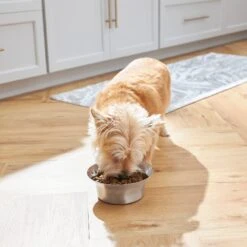 Frisco Flare Non-Skid Stainless Steel Dog & Cat Bowl -Paws Joy Outlet Store 257162 PT2. AC SS1800 V1692989463