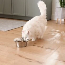 Frisco Flare Non-Skid Stainless Steel Dog & Cat Bowl -Paws Joy Outlet Store 257162 PT7. AC SS1800 V1615989167