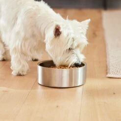 Frisco Insulated Non-Skid Flair Stainless Steel Dog & Cat Bowl -Paws Joy Outlet Store 261753 PT5. AC SS1800 V1623937469