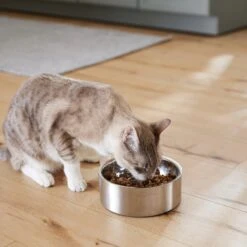 Frisco Insulated Non-Skid Flair Stainless Steel Dog & Cat Bowl -Paws Joy Outlet Store 261753 PT7. AC SS1800 V1623937560