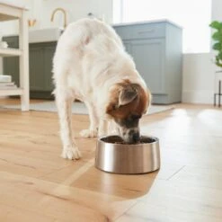 Frisco Insulated Non-Skid Stainless Steel Dog & Cat Bowl -Paws Joy Outlet Store 261757 PT8. AC SS1800 V1623937364