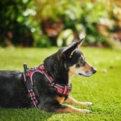 Frisco Padded Reflective Harness -Paws Joy Outlet Store 266770 PT2. AC SS1800 V1624542468