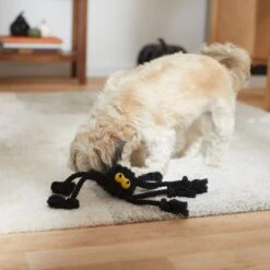 Frisco Halloween Spider Rope Dog Toy -Paws Joy Outlet Store 270504 PT3. AC SS1800 V1624825021